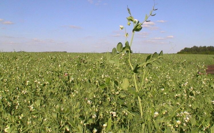    Ирландия сможет увеличить площади под горохом благодаря решению проблем с полеганием