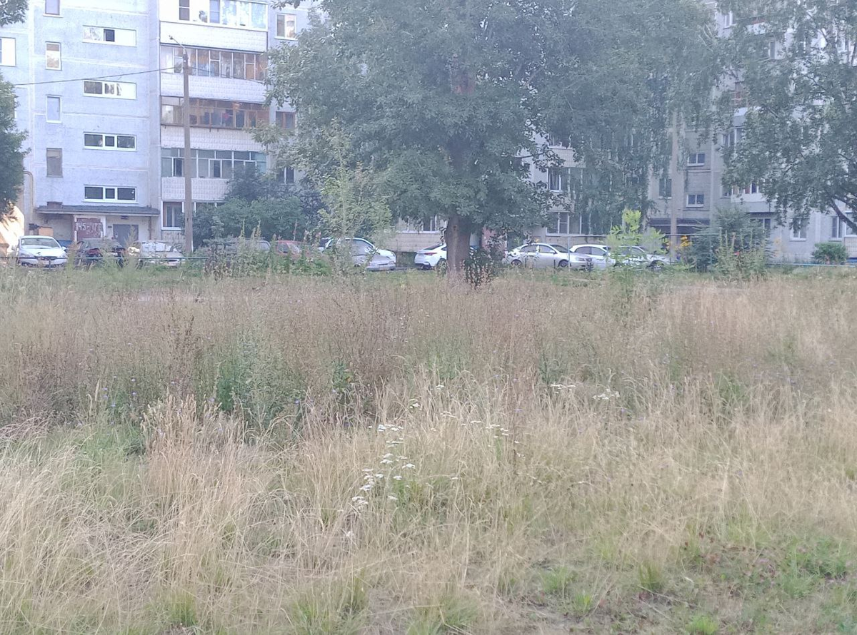 Вот такой бурьян в центре моего двора (листай вправо)