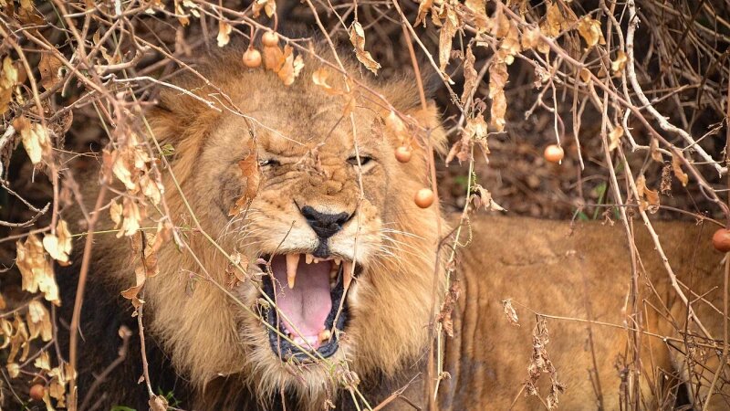     Африканский лев. Rod Waddington, wikipedia.org