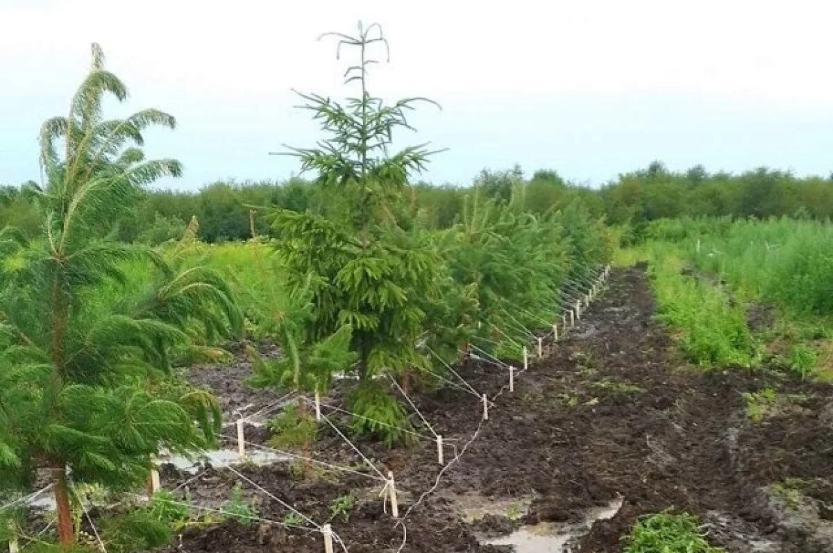    По периметру свалки в Барсуковке высадили «зеленый щит»