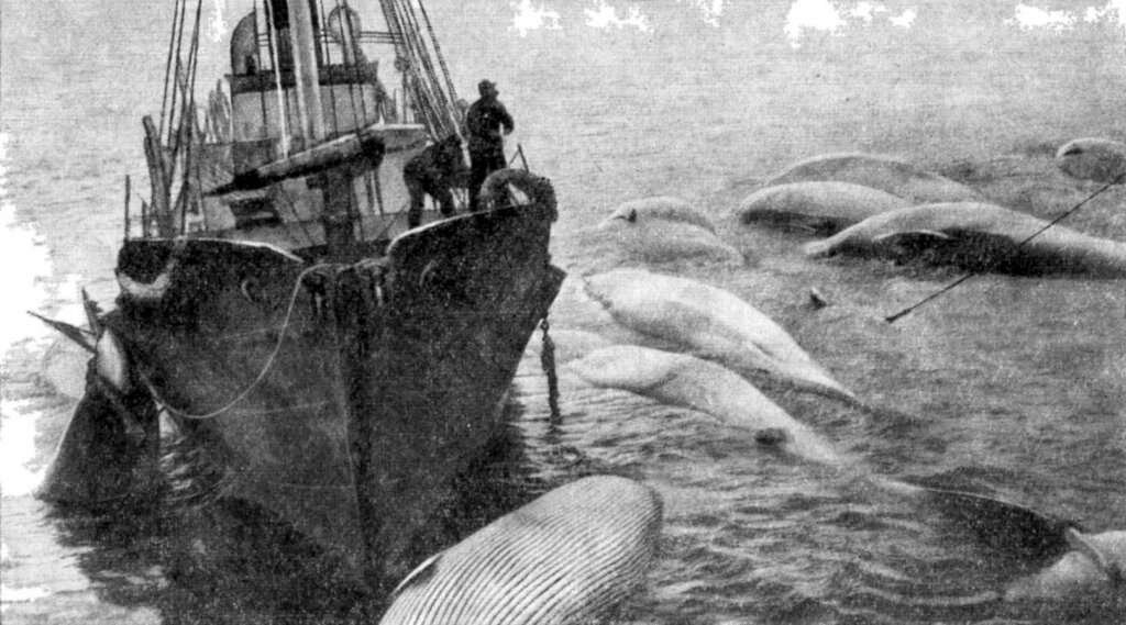 Изображение взято с сайта https://avatars.dzeninfra.ru/get-zen_doc/1704910/pub_5dc785ce452197271c9b9db3_5dc7b7f51877c954d6c77146/scale_1200