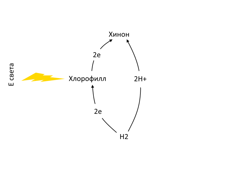 Присоединение водорода к хинону