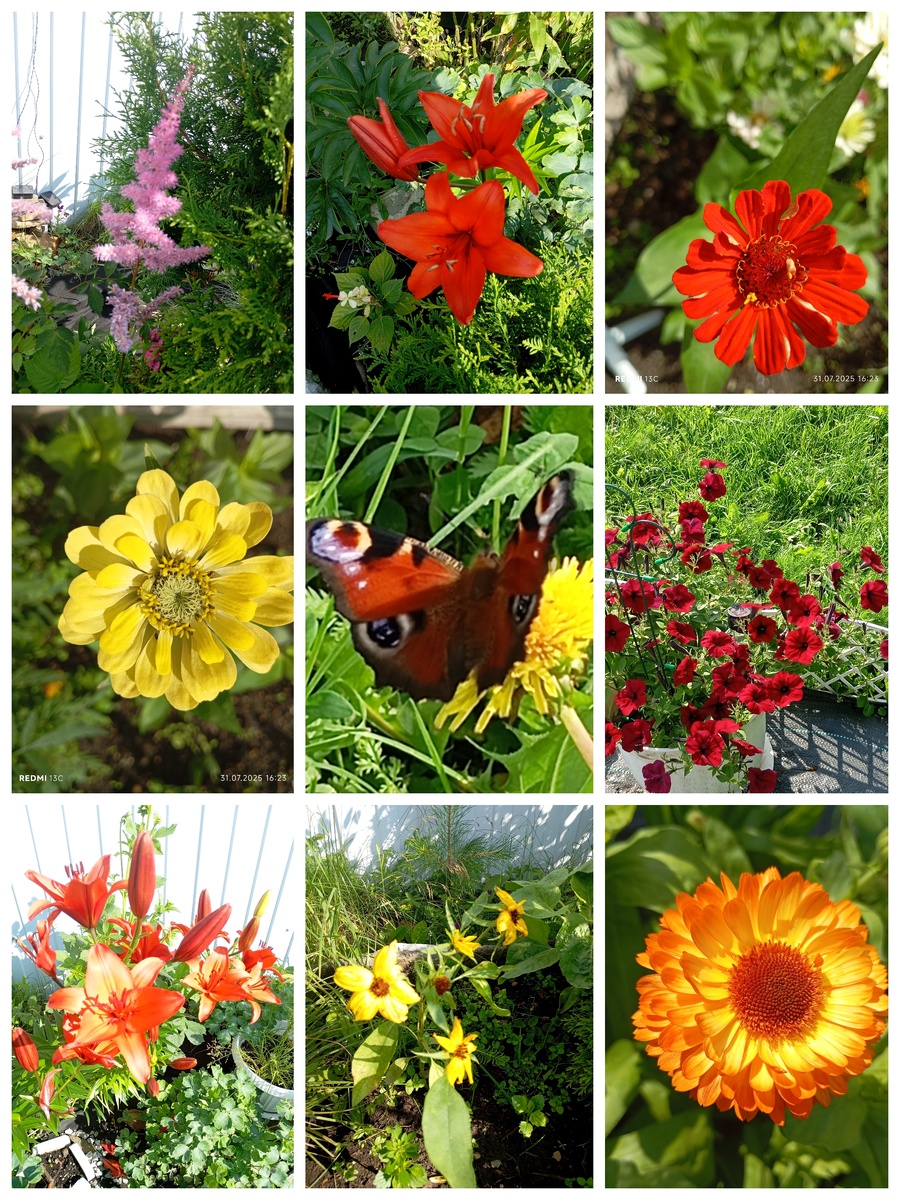 Какие только бабочки у вас не летают: