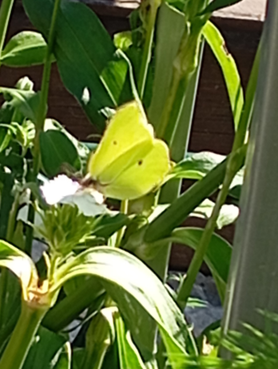 Вот какие бабочки летают у нас