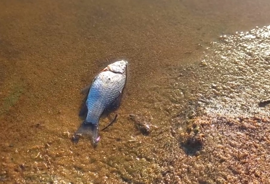 Фото: скрин с видео