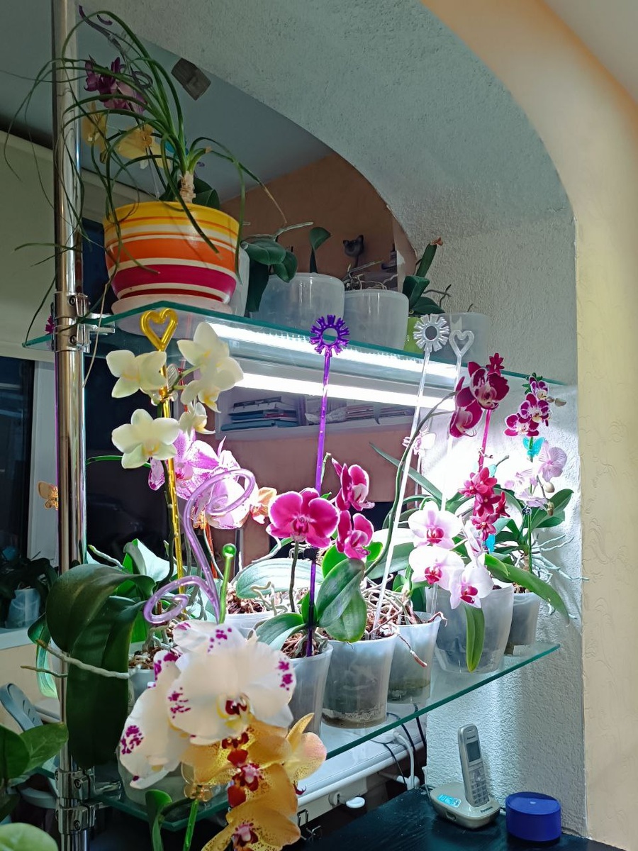 Мой уголок в комнате. К сожалению в этом году нет пышных цветений, но в общем полянка радует глаз