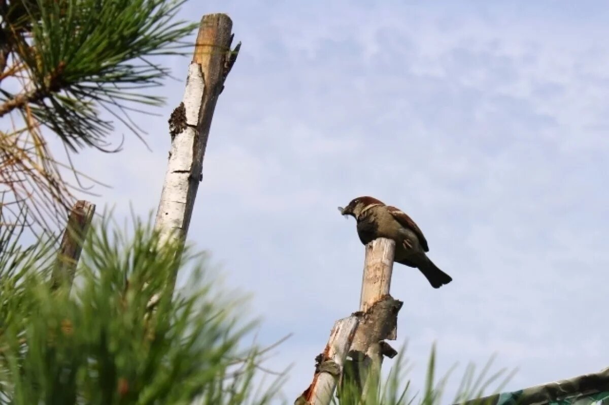   Теплая и солнечная погода ожидается на этой неделе в Свердловской области