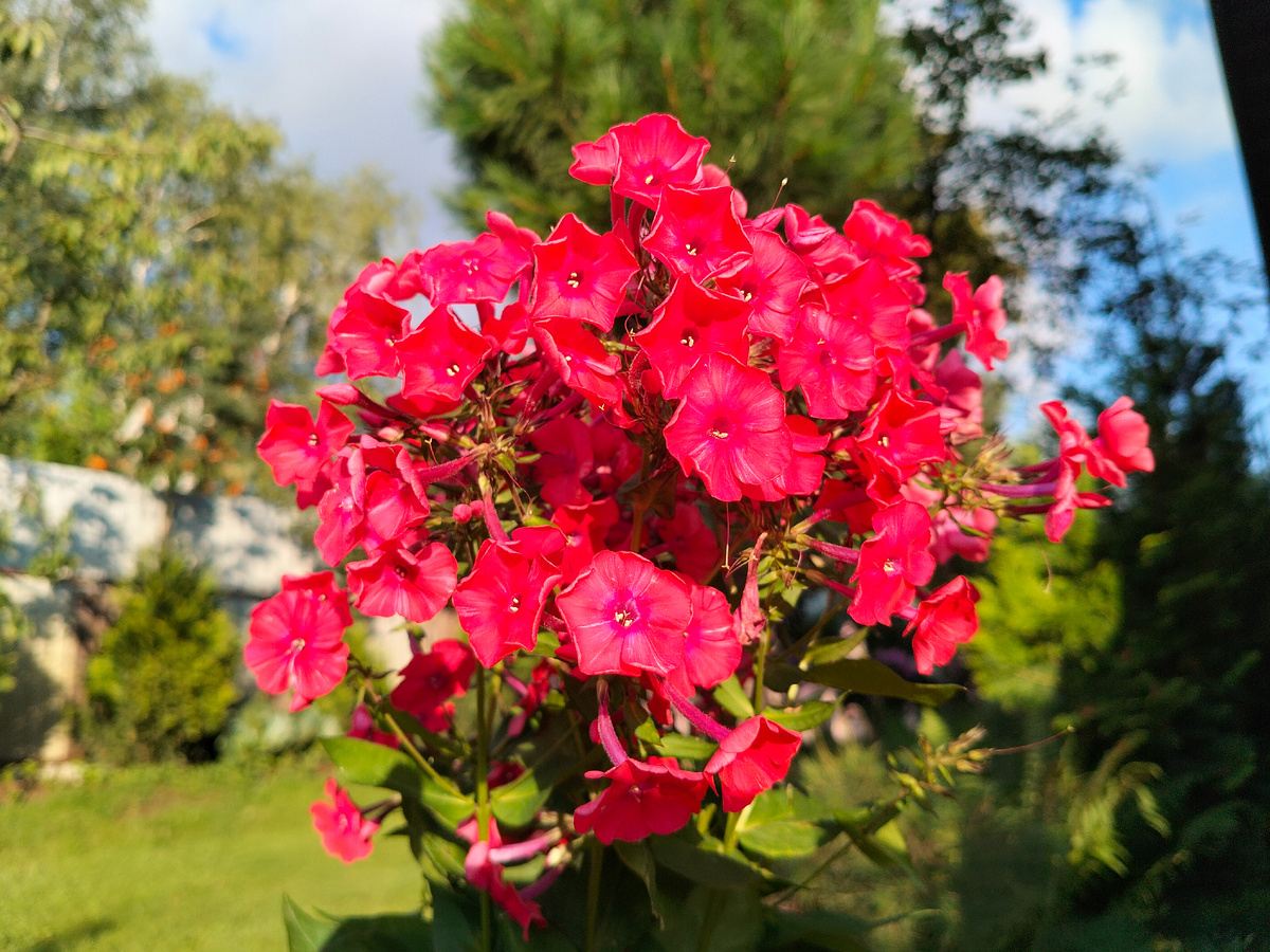 Флокс 'Иван-Заря' селекции Павла Гавриловича Гаганова 1958 года в нашем саду. Фото автора @Маша Генералова 2025