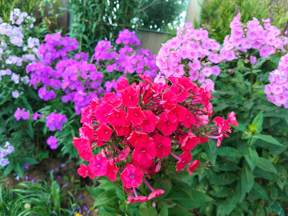 Флокс 'Иван-Заря' селекции Павла Гавриловича Гаганова 1958 года в нашем саду. Фото автора @Маша Генералова 2025