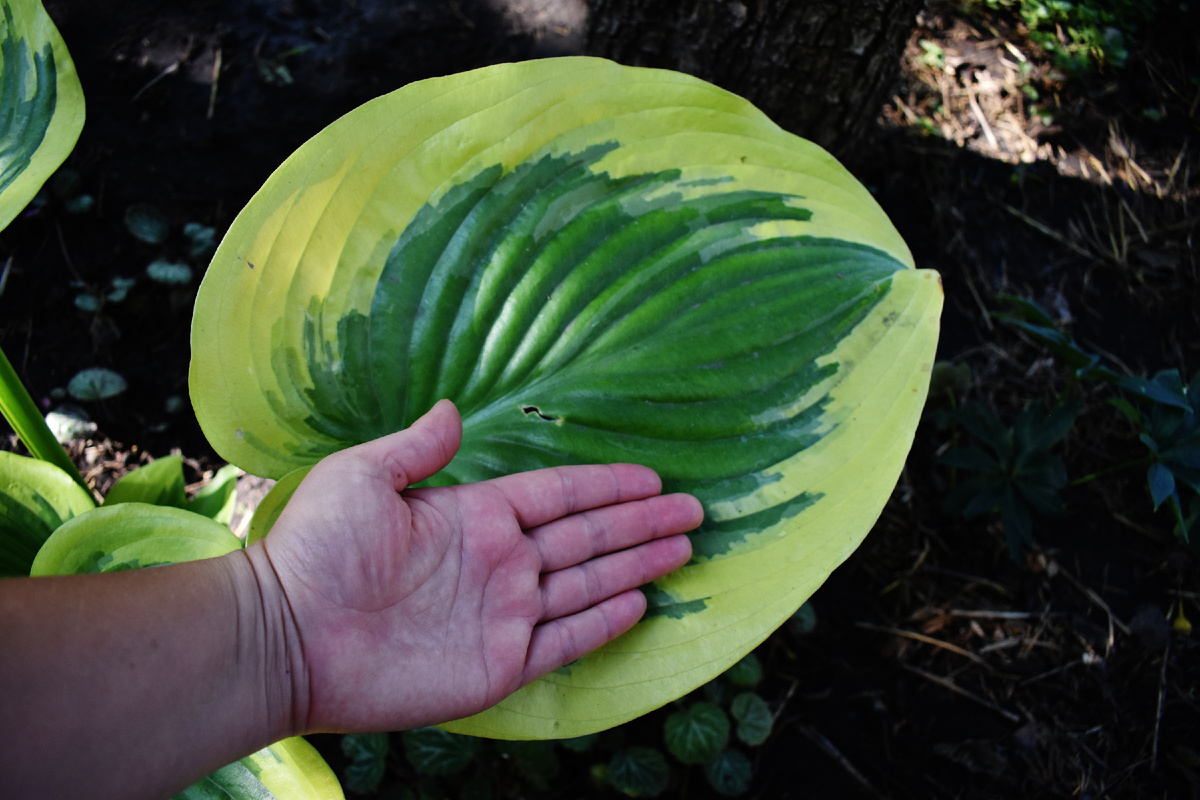 Размер листа хосты "Victory". Цвет весны-начала лета 
