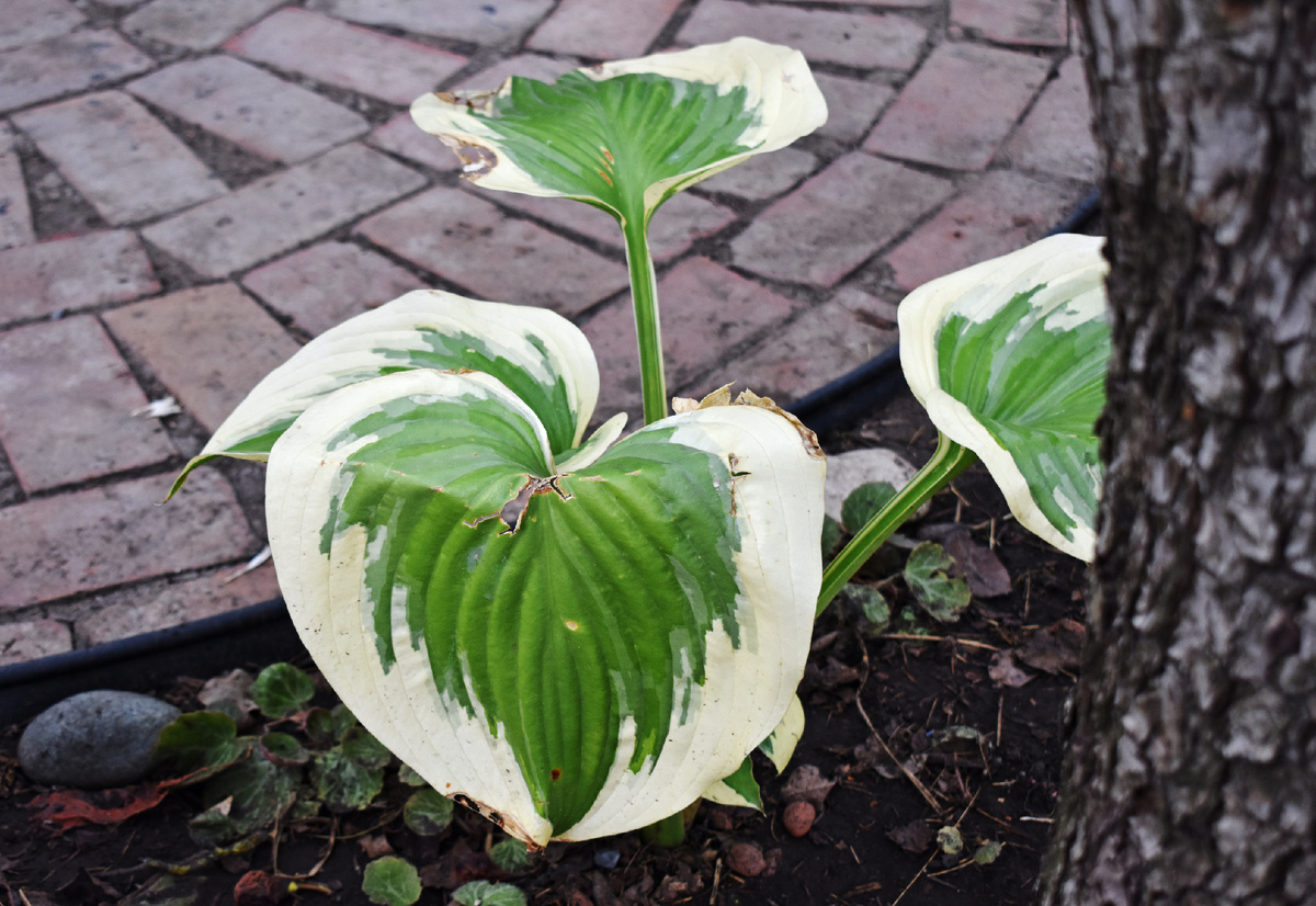 Повреждения хосты "Victory". Цвет листа летний