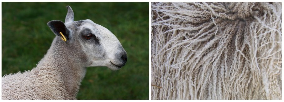 Голубомордая овца и её шерсть.