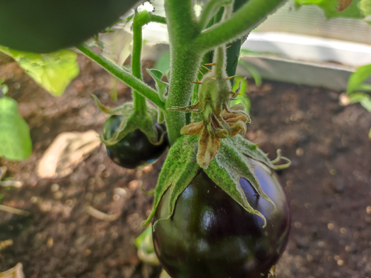 Фото автора, баклажан Андрюша, июль 2025 года