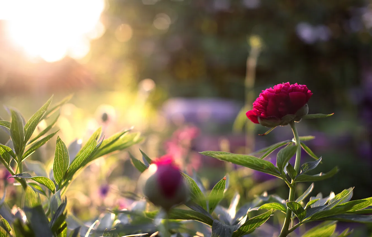 Идеальный вариант для посадки пионов  – солнечный участок, защищённый от сильных порывов ветра. Источник фото: https://www.goodfon.ru/flowers/wallpaper-badfon-cvety-klumba-piony-sad-948.html