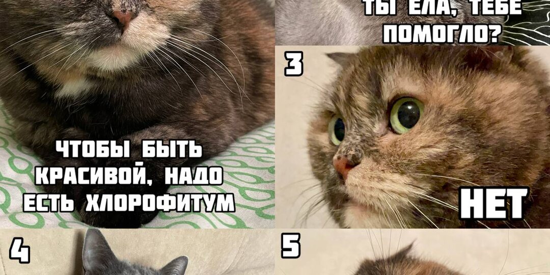 10 забавных авторских комиксов из жизни двух кошек