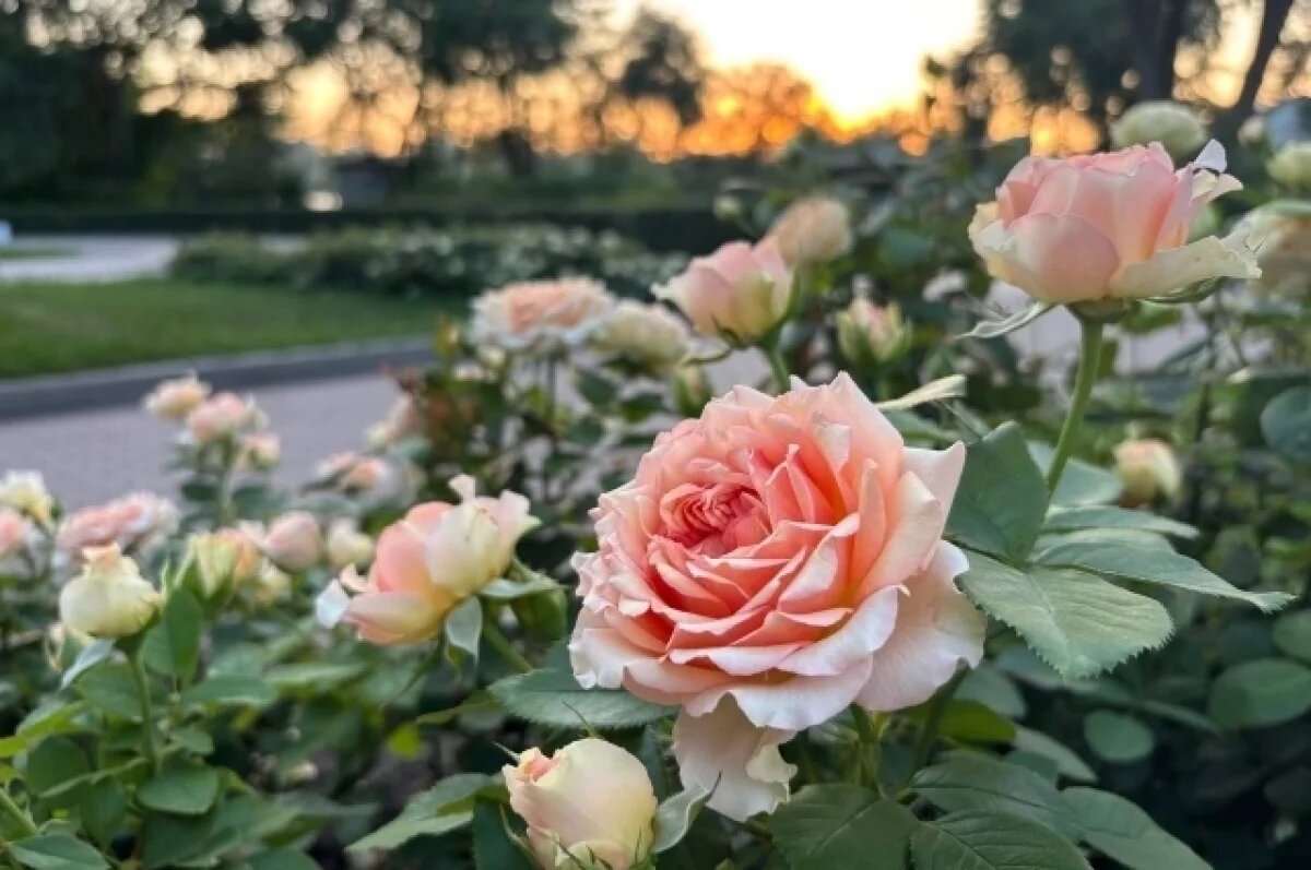    Жару, дожди и грозы обещают воронежские синоптики на новой рабочей неделе