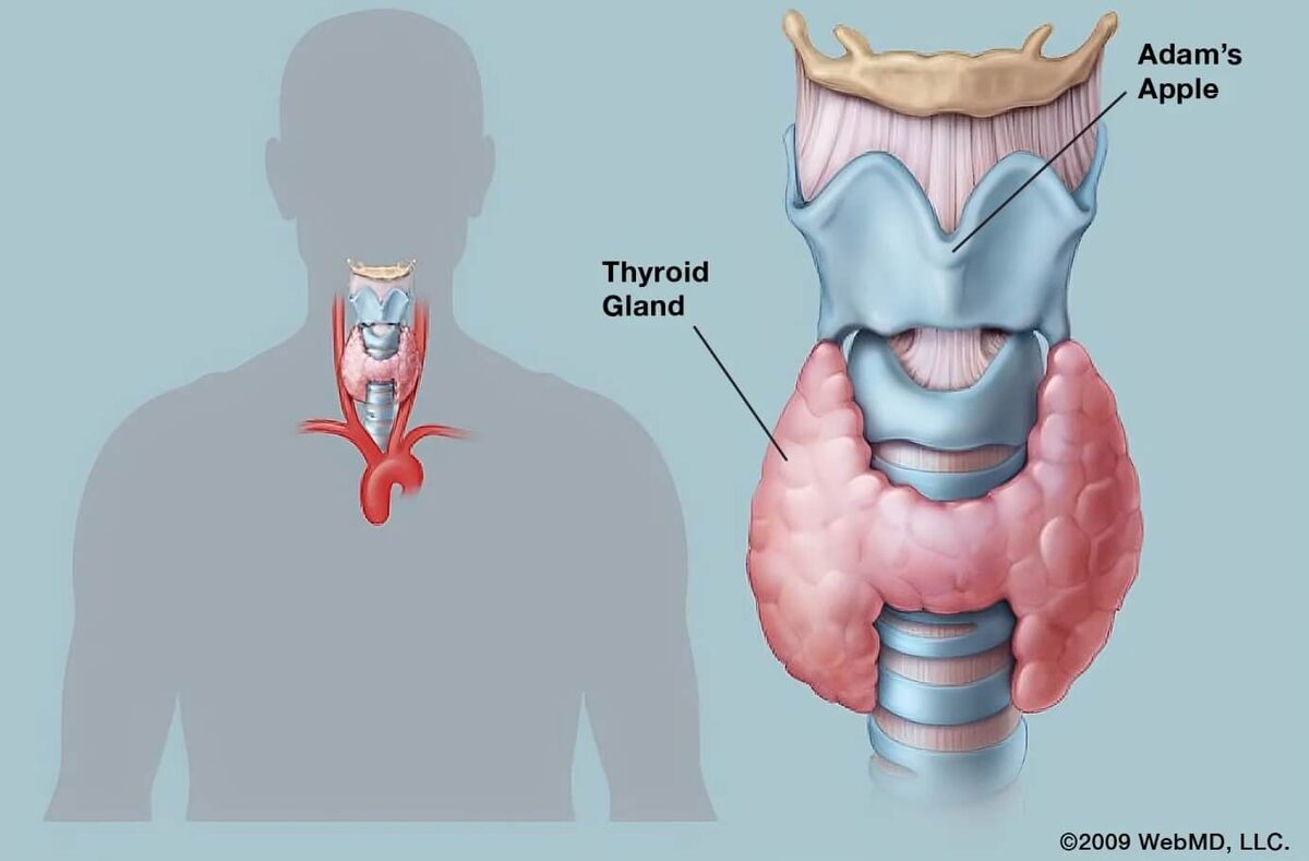    Кадык защищает голосовые связки и вход в дыхательные пути от механических повреждений. Источник изображения: webmd.com