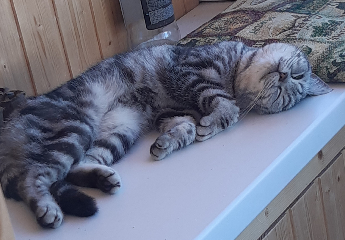 Кошка балдеет на верхотуре.