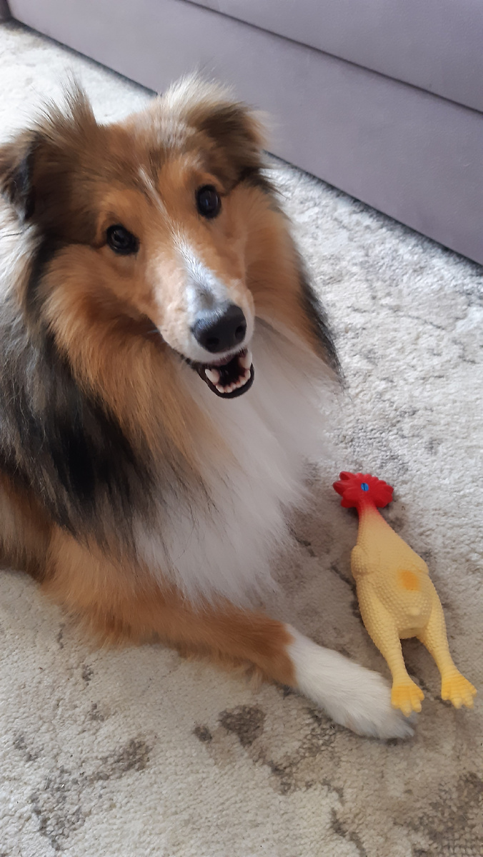 Собакен с резиновой курицей.