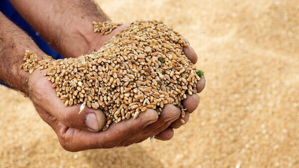    © Sputnik / Илья Питалев