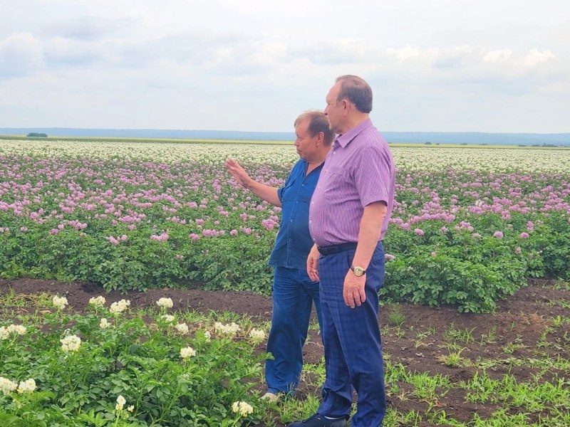    На картофельном поле. Фото ТГ-канал Леонида Фролова