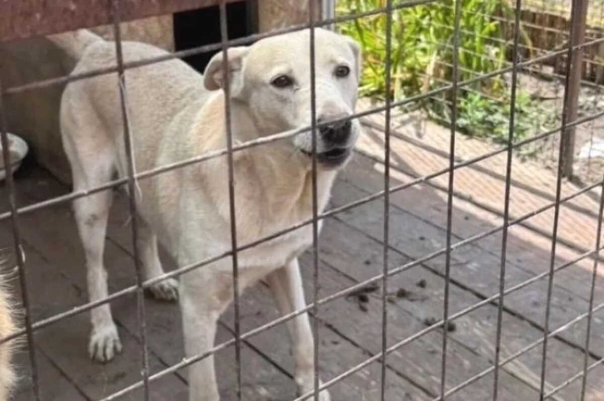    Выжившие во время пожара в волгоградском приюте собаки скучают по каше