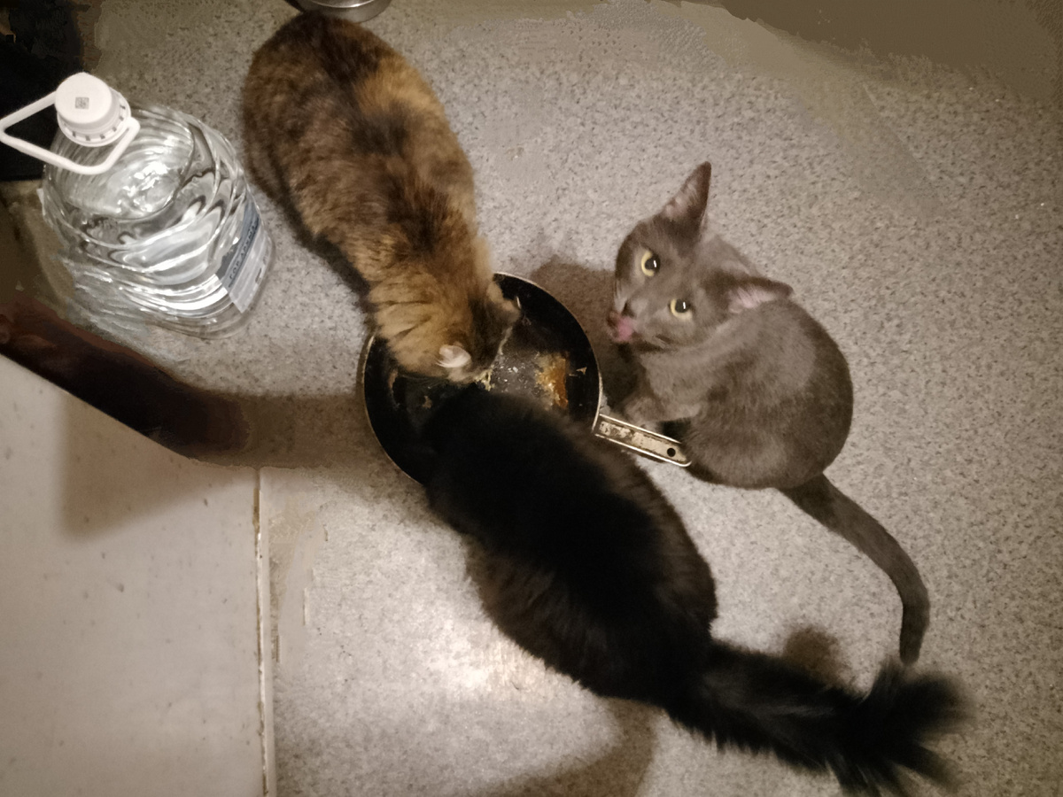 Ночной дожор. Лиза, Силя и Лада делят остатки омлета. И сковродочку помоют заодно. Вот так мы эксплуатируем кошек