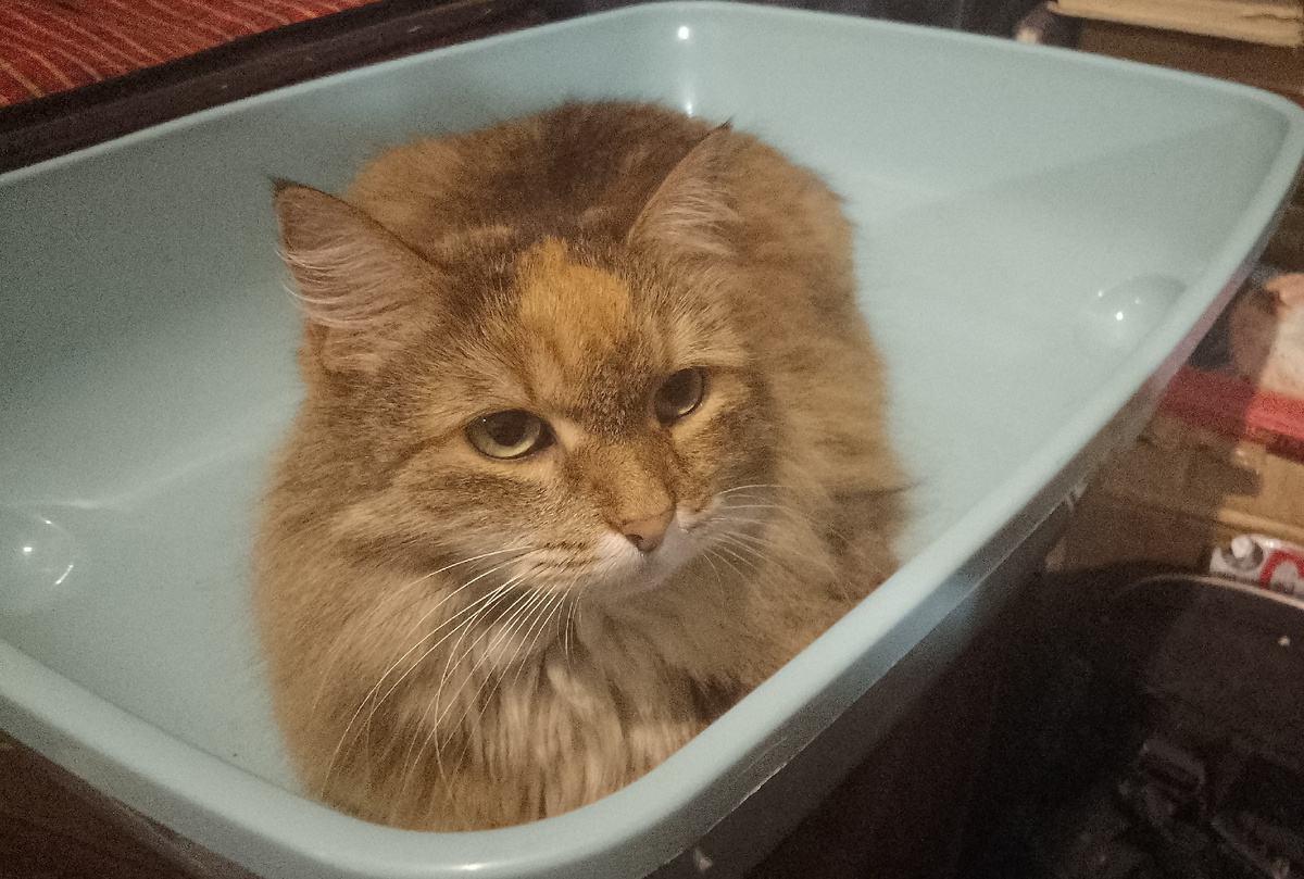 Муся спасается от жары в новеньком лоточке, превратив его в кроватку