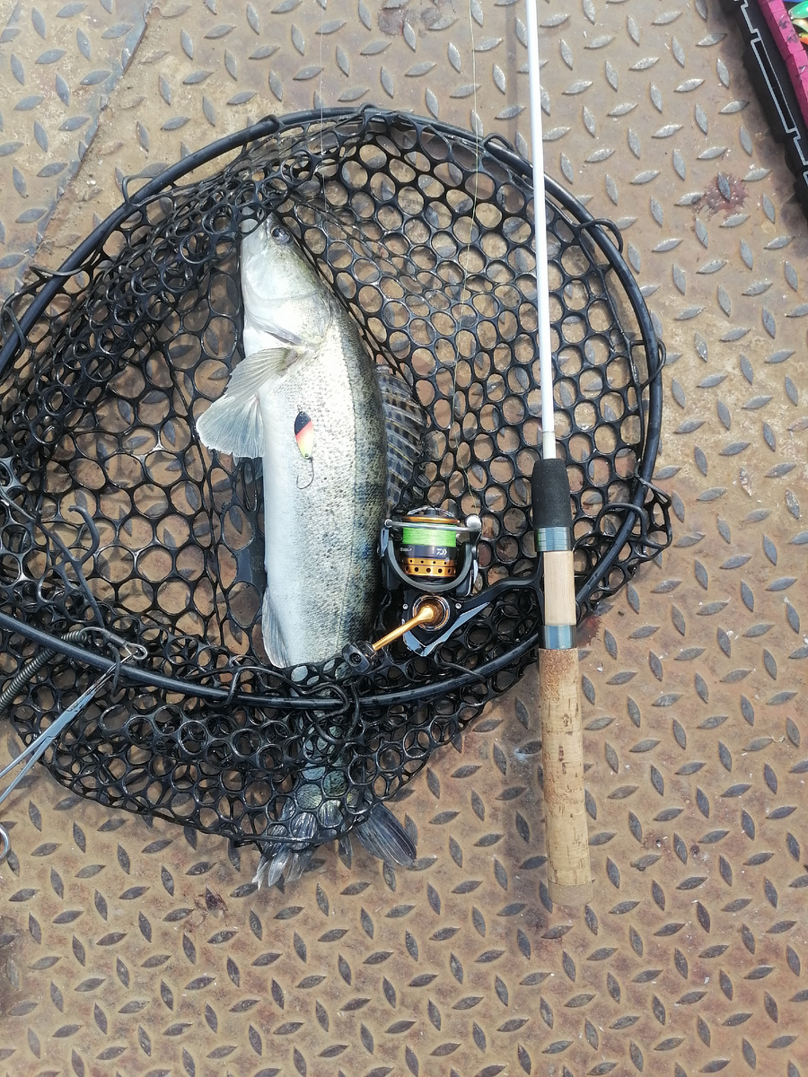 На этом фото главное не судак, а спиннинг - один из примеров, когда на тяжеловатом бланке из дешёвого китайского карбона может быть собрано удилище, способное пугать рыбака своей "чуйкой". Обратите внимание - бланк спиннинга  из карбона 24Т ещё и покрыт целиком белой автоэмалью и слоем прозрачного лака...))) 