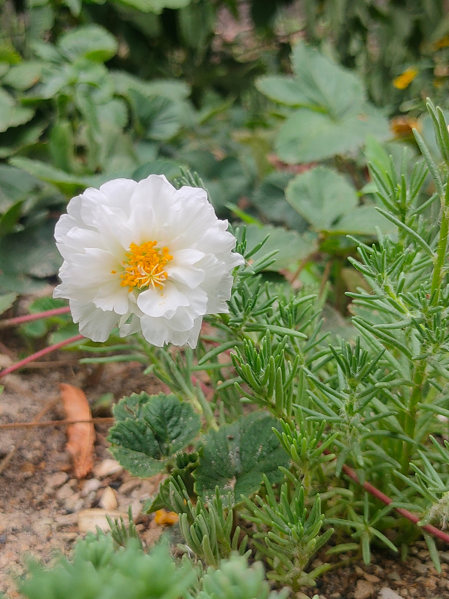 Цветок на нашей клумбе