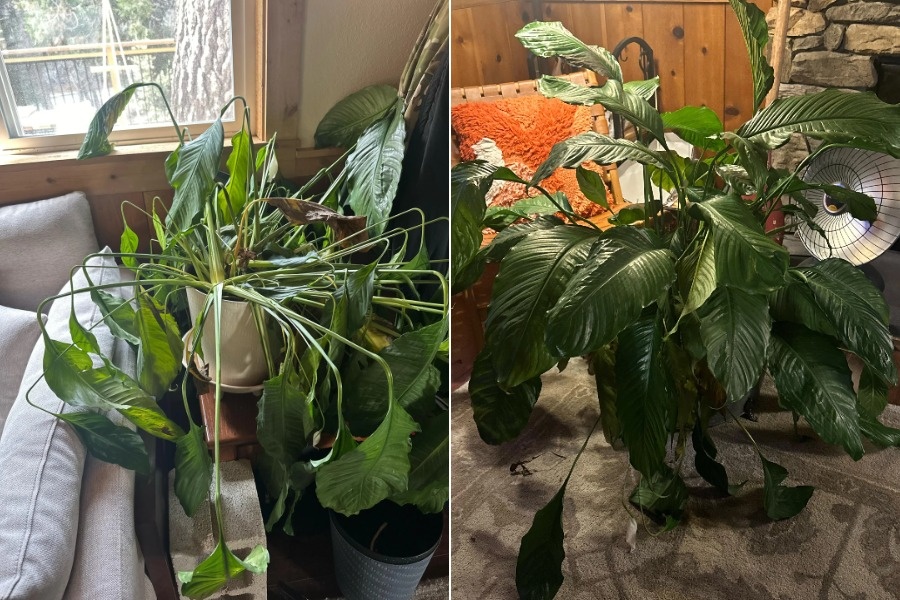 Этому Спатифиллуму, например просто было недостаточно воды: хозяин цветка поставил его на ночь в большой таз с водой и уже наследующий день увидел, как преобразился Спатифиллум.