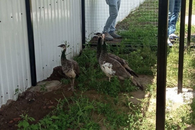   Фото: группа «Башни Востока», «ВКонтакте»