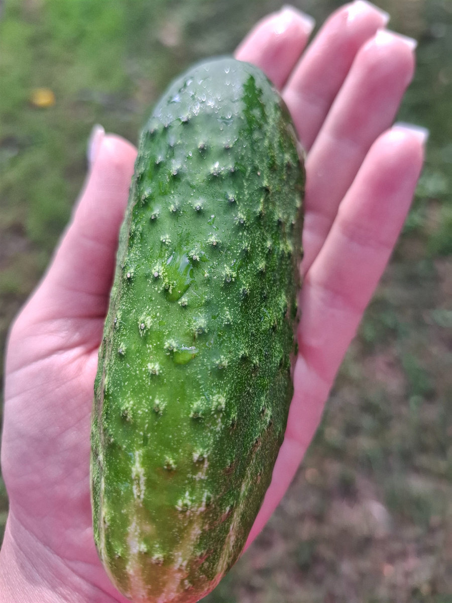 A cucumber