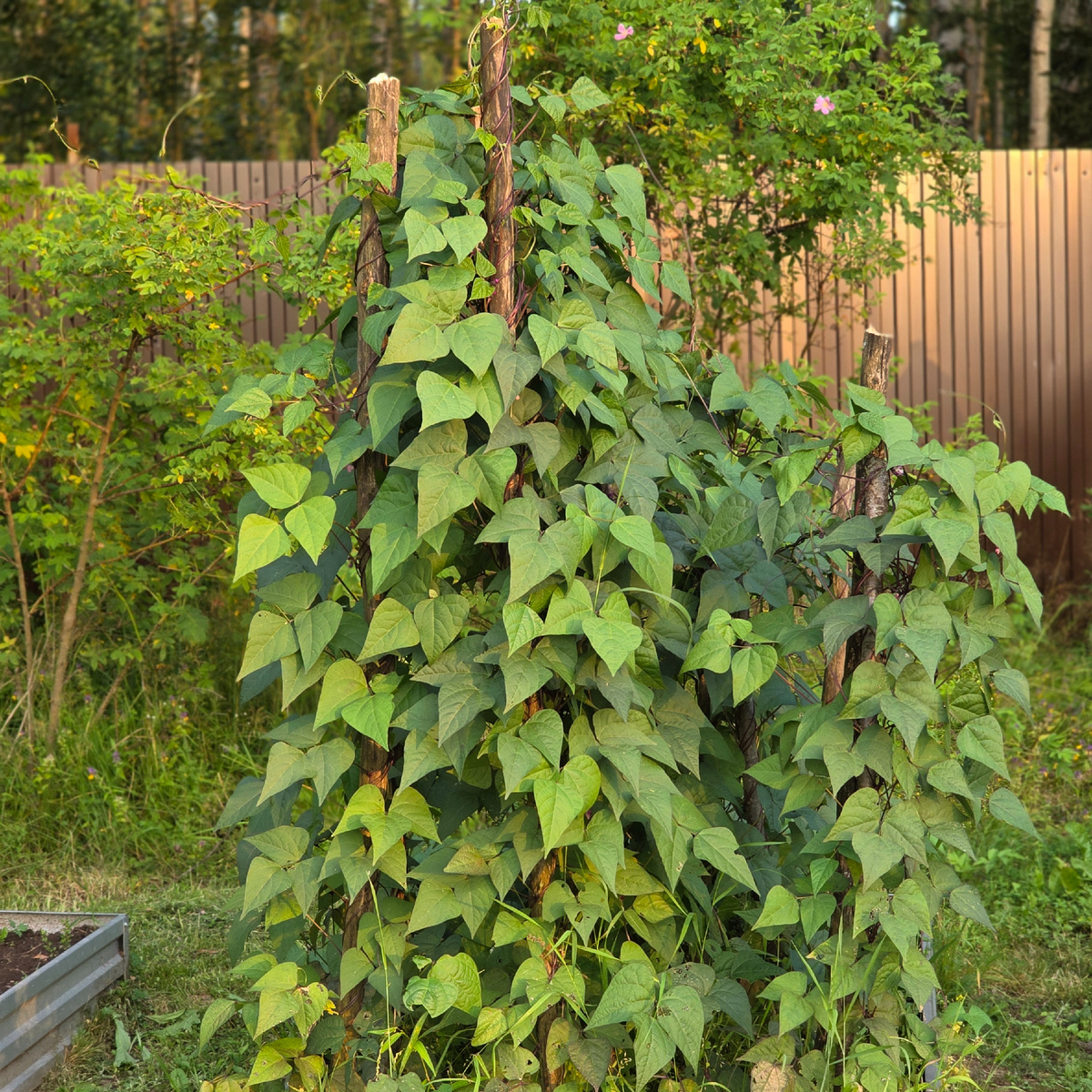 Вьётся фасоль на даче