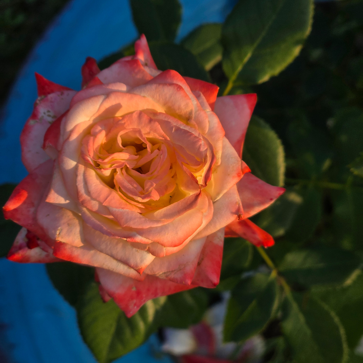 Всем привет, друзья 💐💖