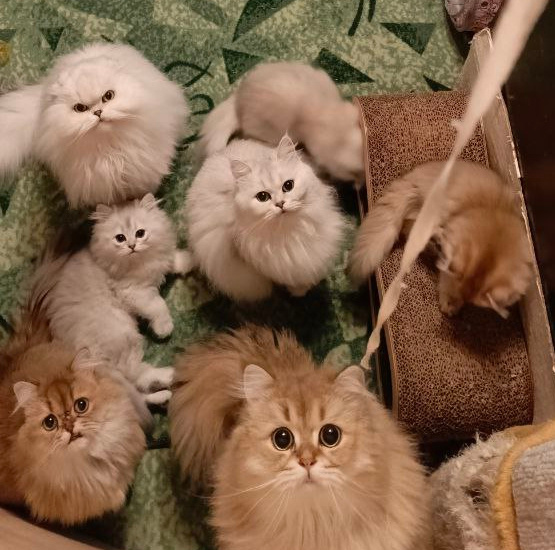 Наш "прайд" в определённый момент времени. Не все))) 