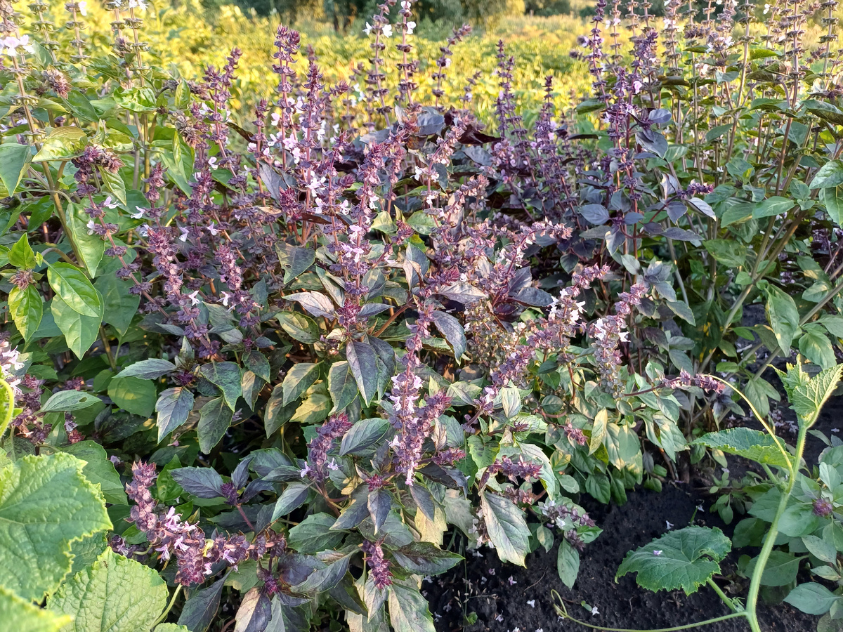 фото с грядок соседей. Базилик растёт и цветёт, но хозяева им не занимаются. Фото автора