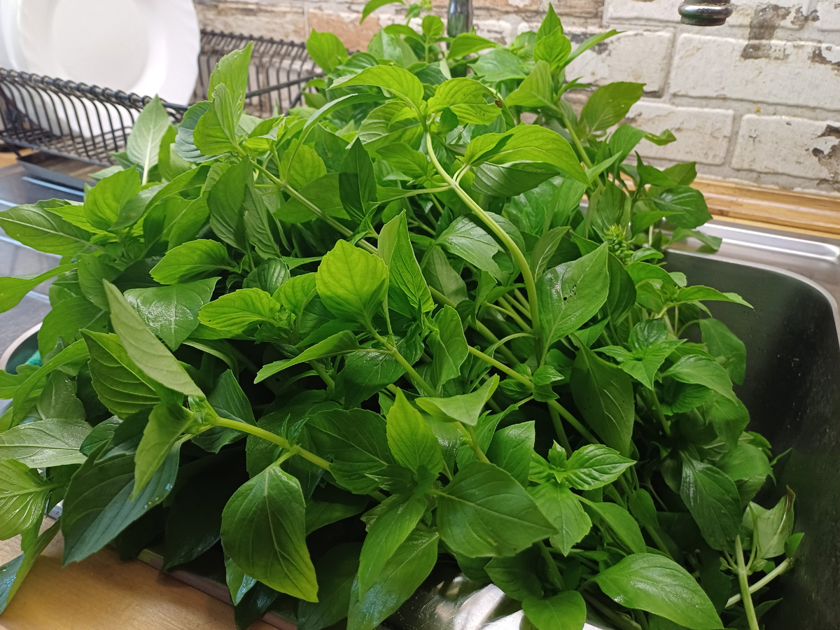 только что срезала базилик. Красавец! Фото автора