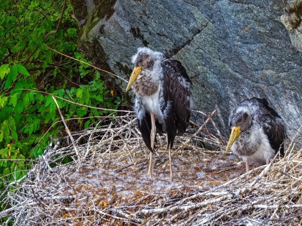    Редкий черный аист в Алтайском заповеднике. Источник: Роман и Татьяна Воробьевы