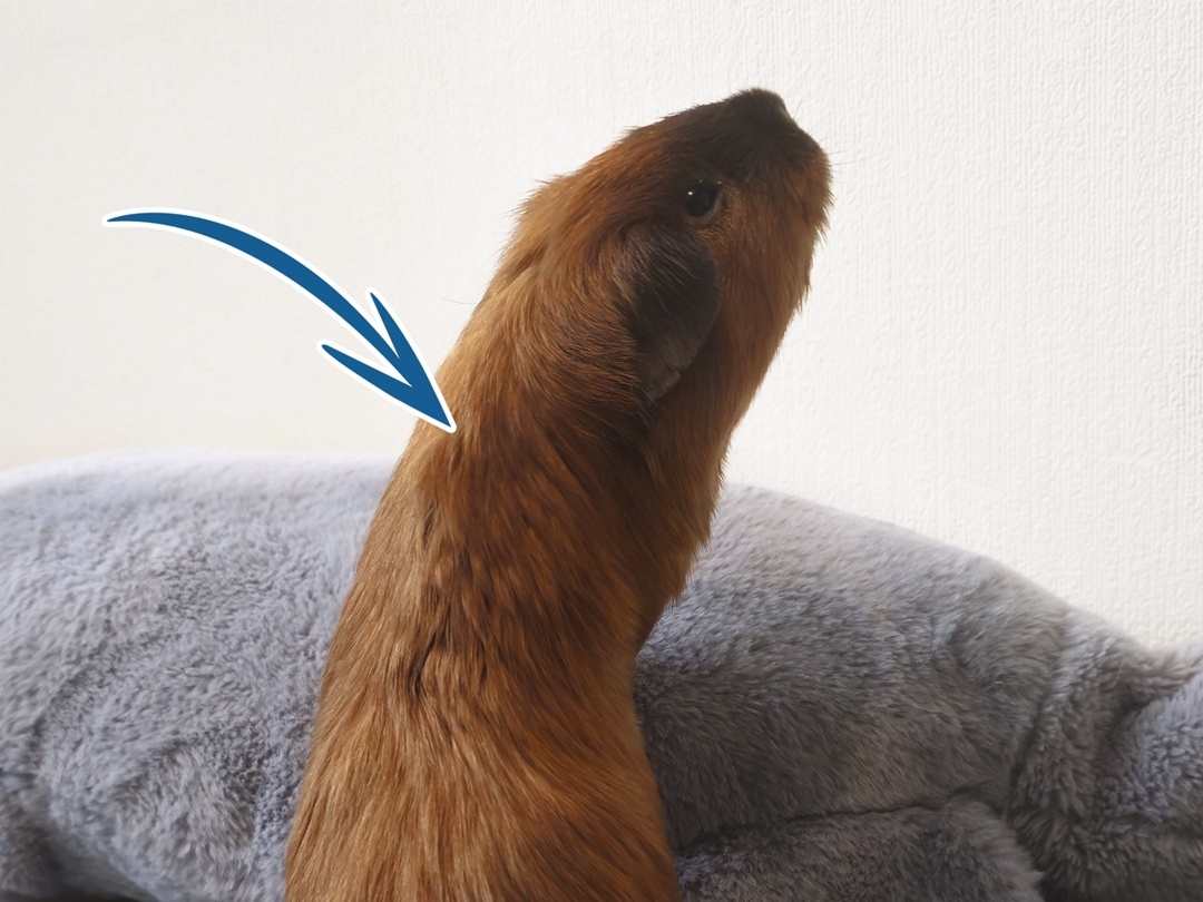 Холка морской свинки