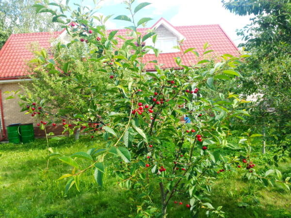 без обрезки вишня может превратиться в какой-то густой кустарник. Фото автора
