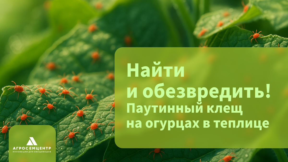 Признаки паутинного клеща на листьях огурца
