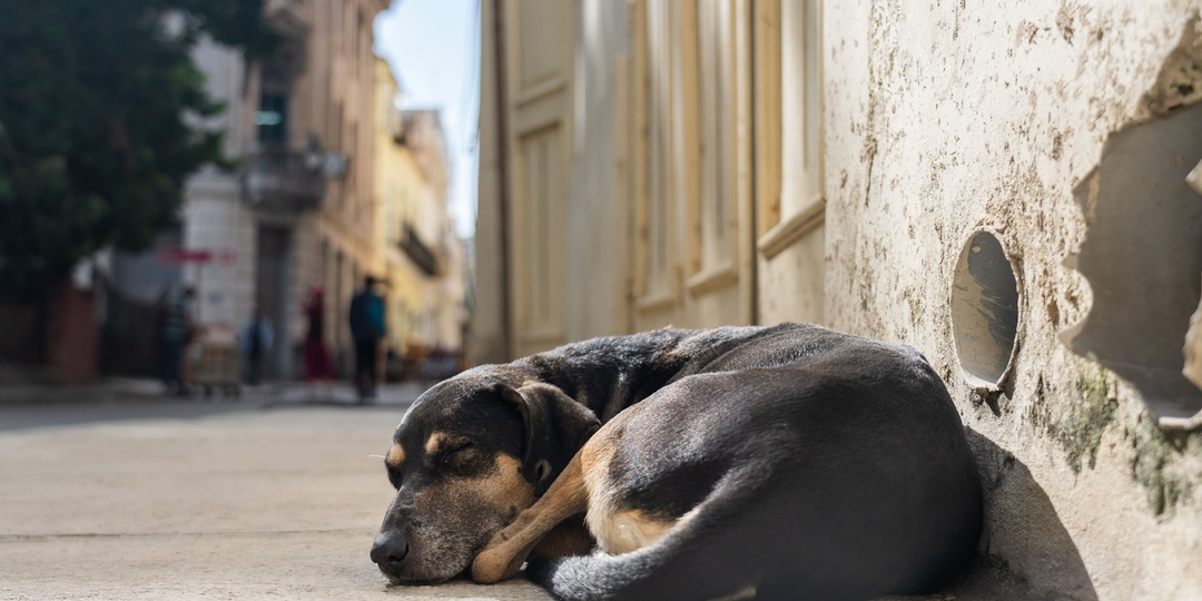 Эвтаназию бездомных животных разрешили во Владимирской области