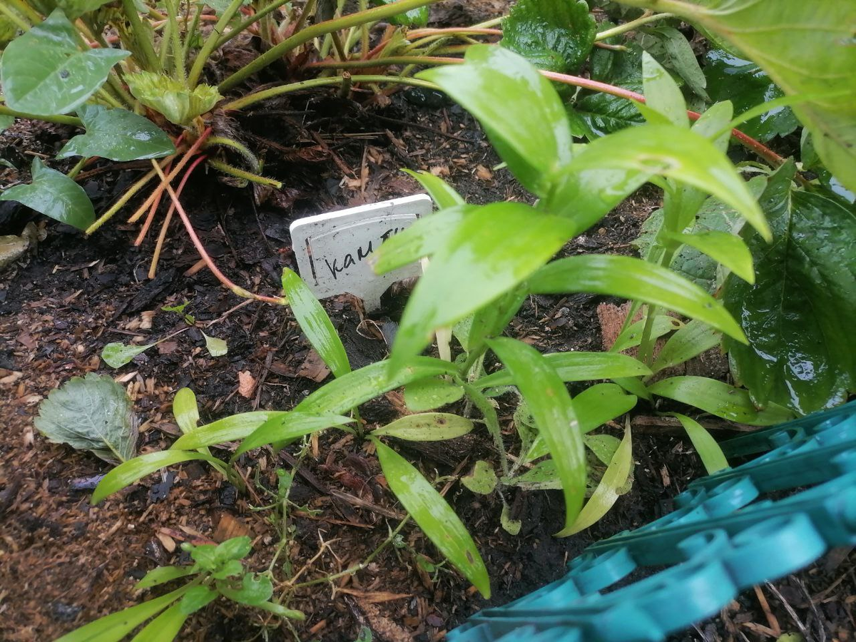 Лилия длинноцветковая из чешуек, фото автора