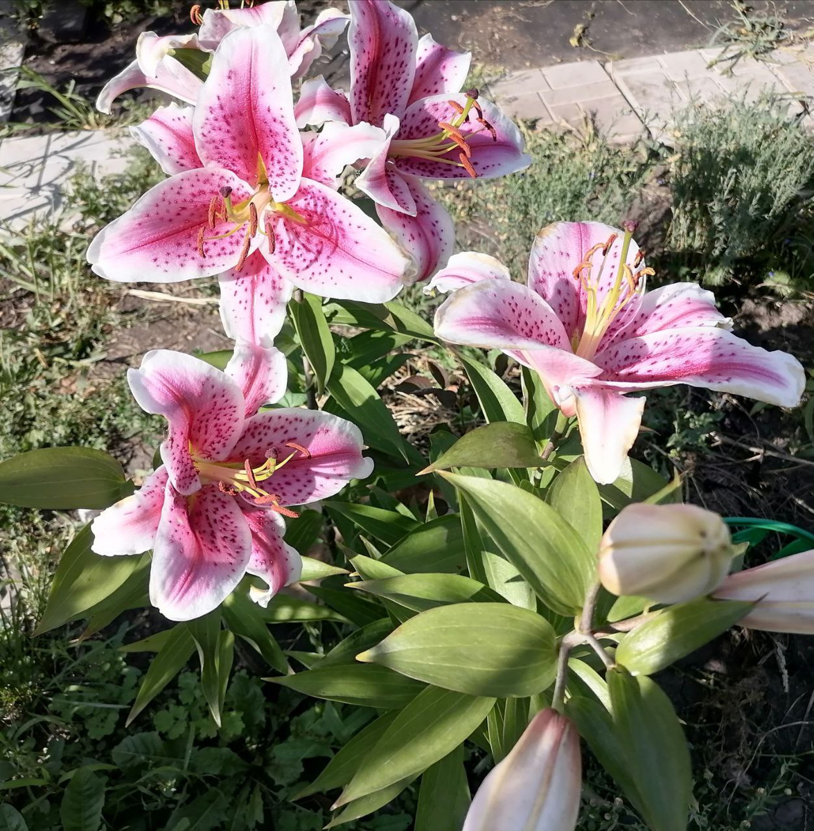 Восточная лилия Старгейзер, фото автора