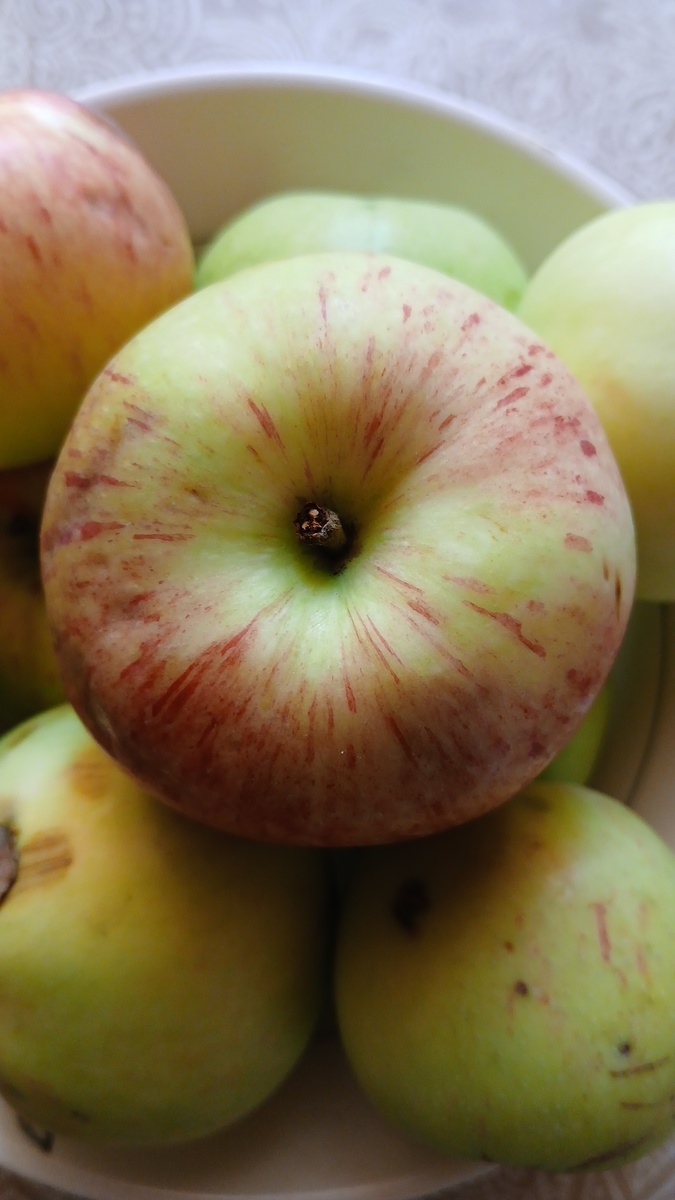 Фото автора. Яблоки поспели. 