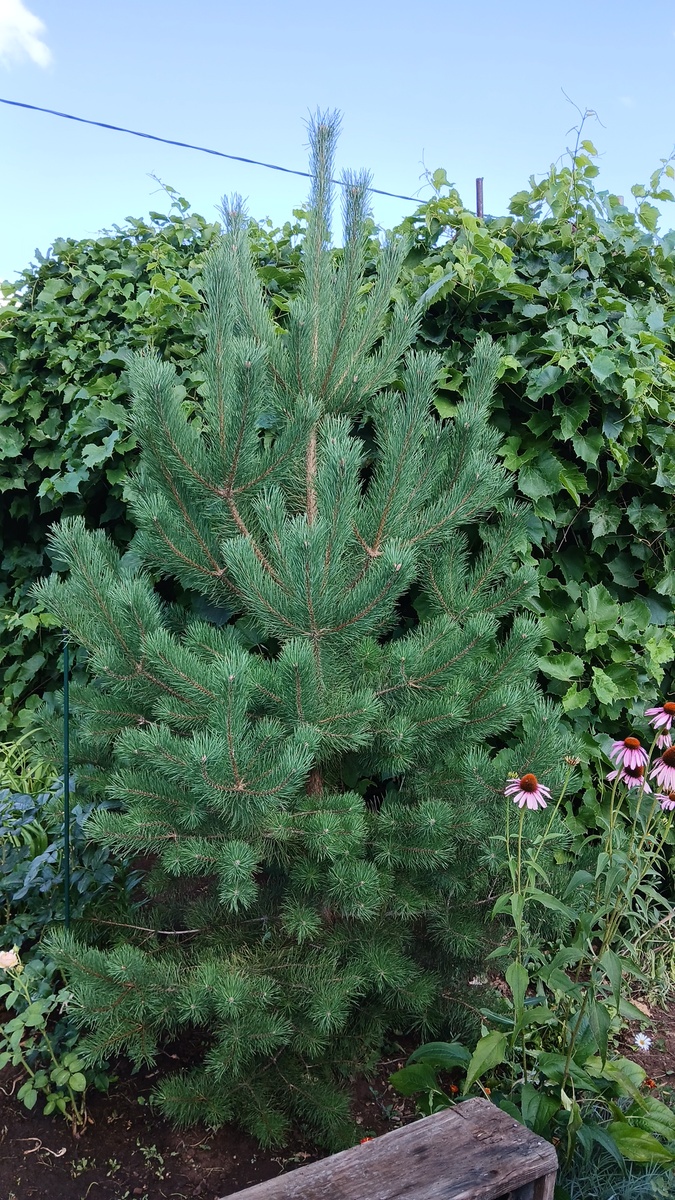 Фото автора. Сосна моя 