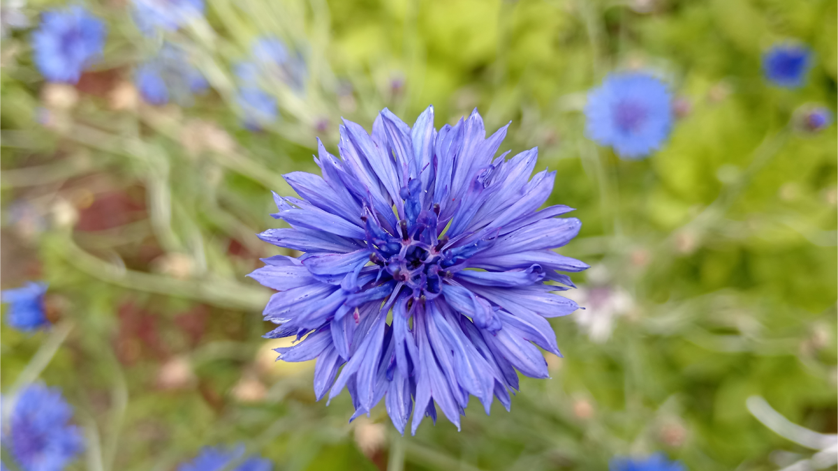 Василёк синий или Василёк посевной