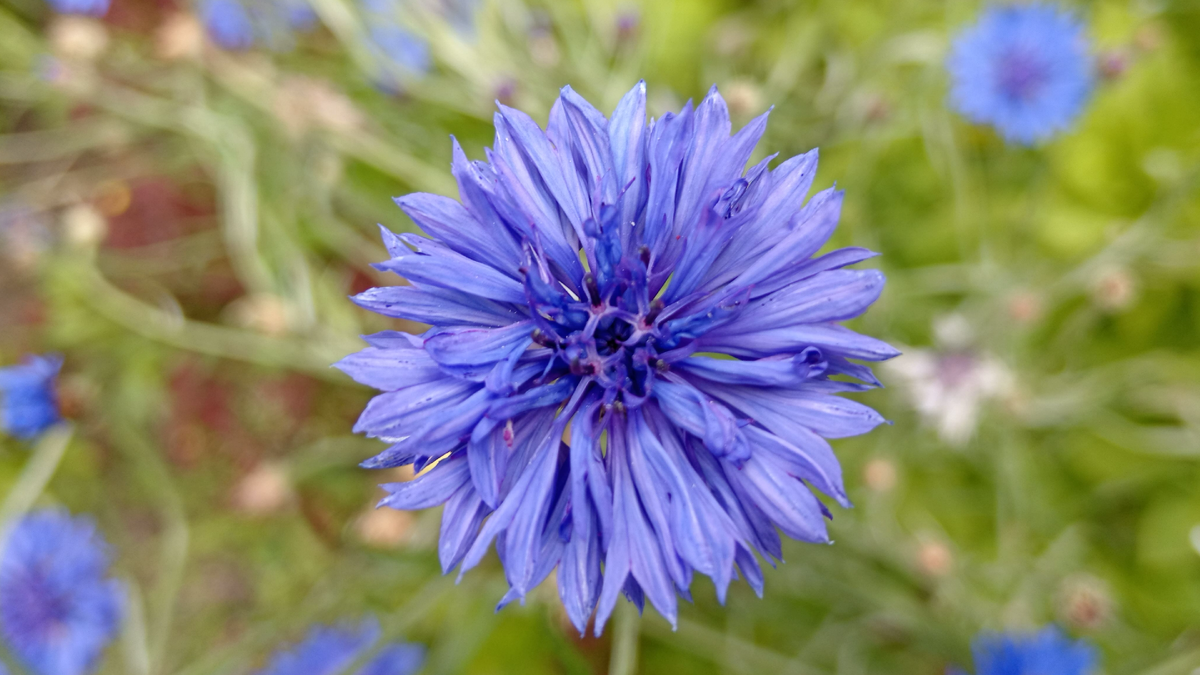 Василёк синий или Василёк посевной