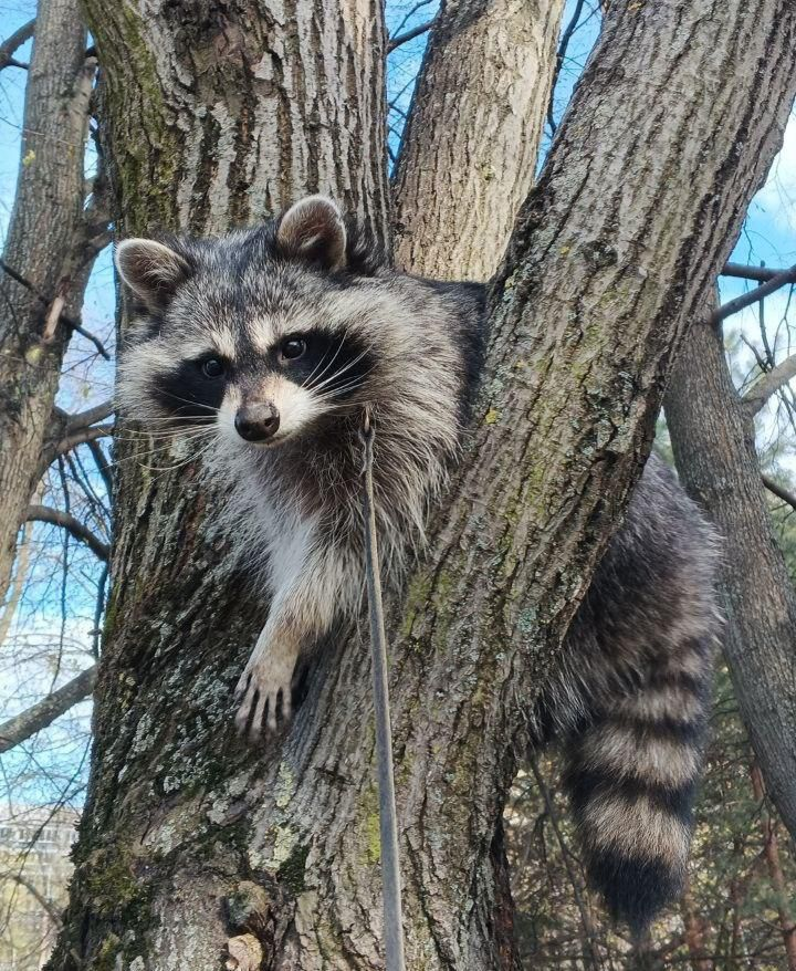 Енот Василиса